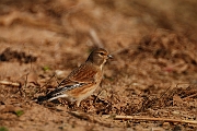 Linnet